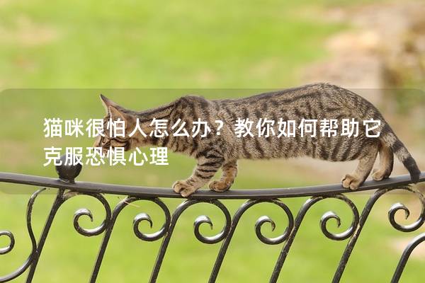 猫咪很怕人怎么办？教你如何帮助它克服恐惧心理