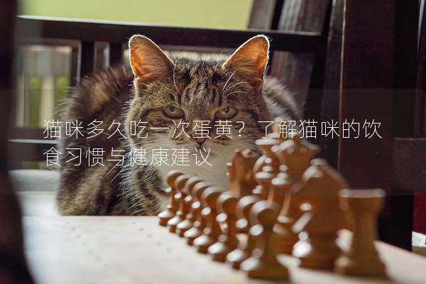 猫咪多久吃一次蛋黄？了解猫咪的饮食习惯与健康建议