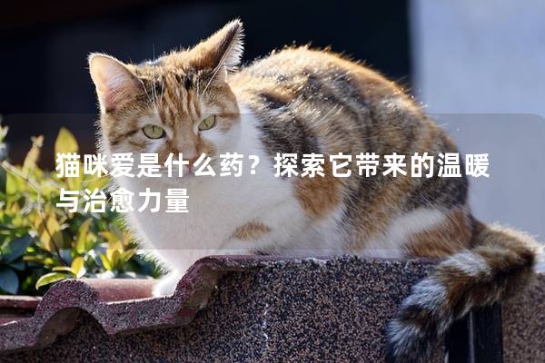 猫咪爱是什么药？探索它带来的温暖与治愈力量