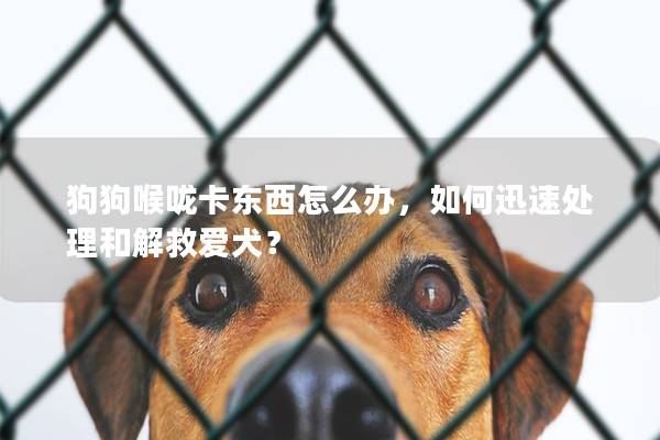 狗狗喉咙卡东西怎么办，如何迅速处理和解救爱犬？