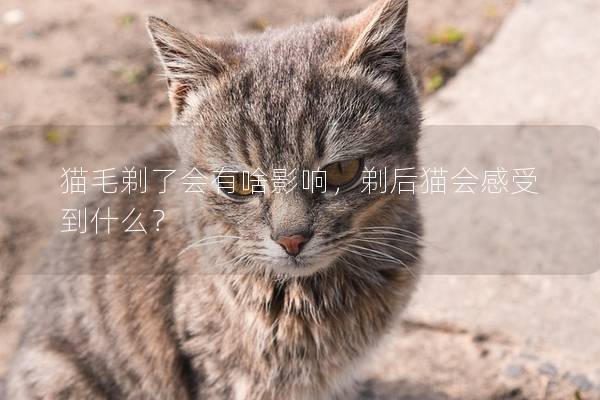 猫毛剃了会有啥影响，剃后猫会感受到什么？