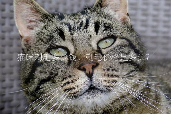 猫咪剃毛多少钱，剃毛价格是多少？