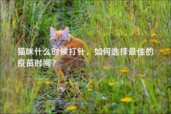 猫咪什么时候打针，如何选择最佳的疫苗时间？