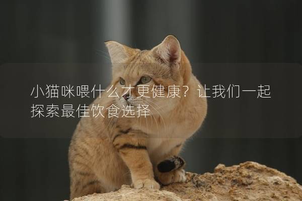 小猫咪喂什么才更健康？让我们一起探索最佳饮食选择