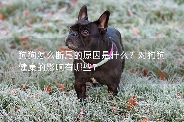 狗狗怎么断尾的原因是什么？对狗狗健康的影响有哪些？