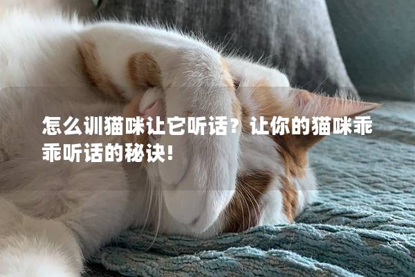 怎么训猫咪让它听话？让你的猫咪乖乖听话的秘诀!