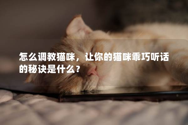 怎么调教猫咪，让你的猫咪乖巧听话的秘诀是什么？