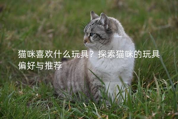 猫咪喜欢什么玩具？探索猫咪的玩具偏好与推荐