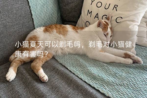 小猫夏天可以剃毛吗，剃毛对小猫健康有害吗？