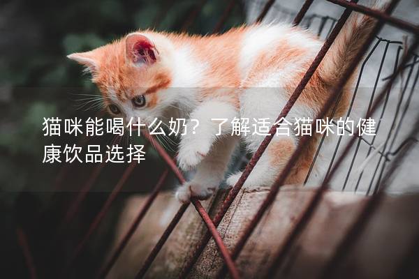 猫咪能喝什么奶？了解适合猫咪的健康饮品选择