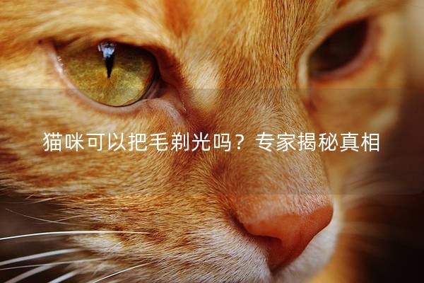 猫咪可以把毛剃光吗？专家揭秘真相