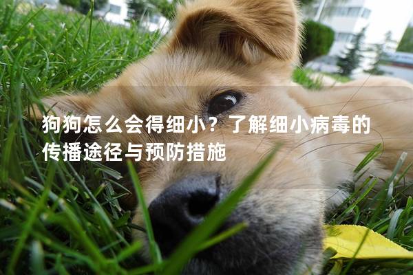 狗狗怎么会得细小？了解细小病毒的传播途径与预防措施