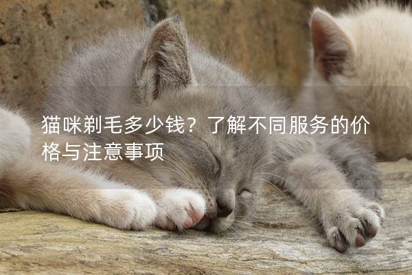 猫咪剃毛多少钱？了解不同服务的价格与注意事项