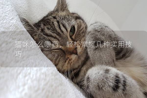 猫咪怎么喂药，轻松掌握几种实用技巧