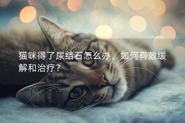 猫咪得了尿结石怎么办，如何有效缓解和治疗？