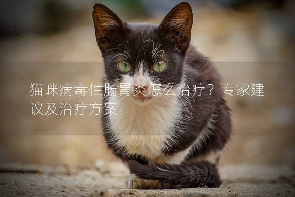 猫咪病毒性肠胃炎怎么治疗？专家建议及治疗方案