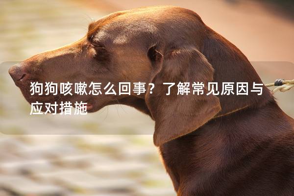 狗狗咳嗽怎么回事？了解常见原因与应对措施