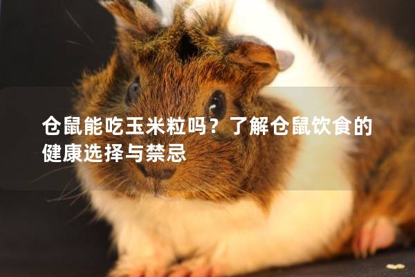 仓鼠能吃玉米粒吗?了解仓鼠饮食的健康选择与禁忌 仓鼠能吃玉米粒吗?了解仓鼠饮食的健康选择与禁忌