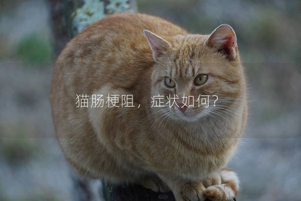 猫肠梗阻，症状如何？