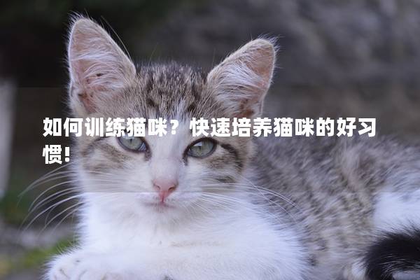 如何训练猫咪？快速培养猫咪的好习惯!