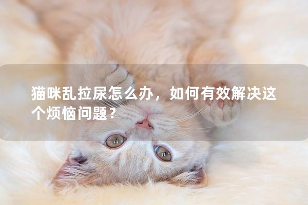 猫咪乱拉尿怎么办，如何有效解决这个烦恼问题？