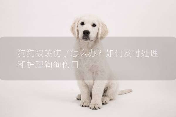 狗狗被咬伤了怎么办？如何及时处理和护理狗狗伤口