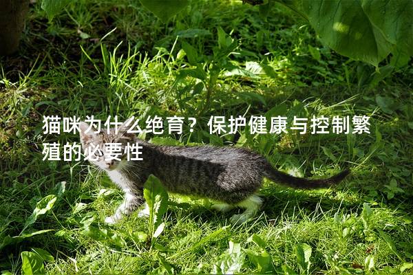 猫咪为什么绝育？保护健康与控制繁殖的必要性