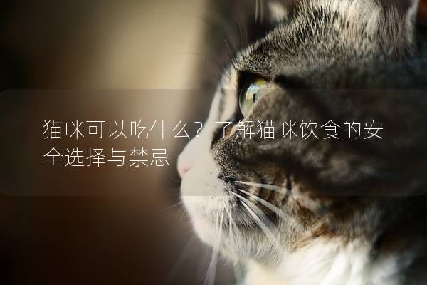 猫咪可以吃什么？了解猫咪饮食的安全选择与禁忌