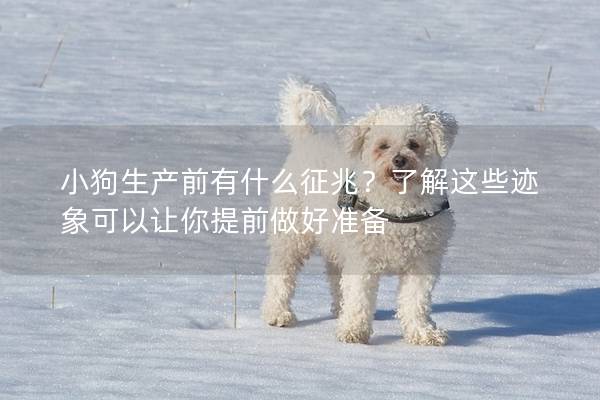 小狗生产前有什么征兆？了解这些迹象可以让你提前做好准备