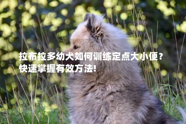 拉布拉多幼犬如何训练定点大小便？快速掌握有效方法!