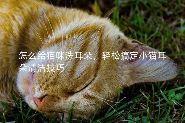 怎么给猫咪洗耳朵，轻松搞定小猫耳朵清洁技巧