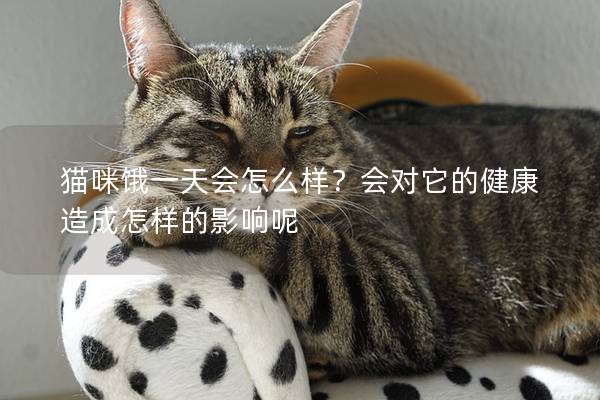 猫咪饿一天会怎么样？会对它的健康造成怎样的影响呢