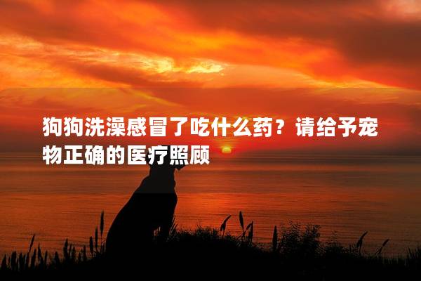 狗狗洗澡感冒了吃什么药？请给予宠物正确的医疗照顾