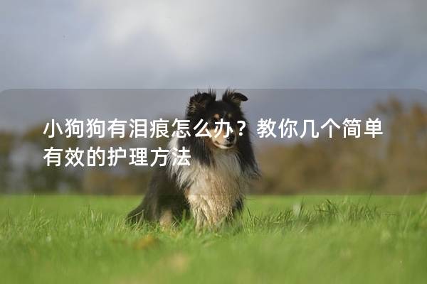 小狗狗有泪痕怎么办？教你几个简单有效的护理方法