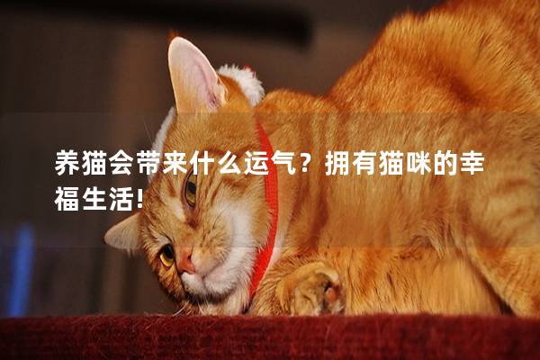 养猫会带来什么运气？拥有猫咪的幸福生活!