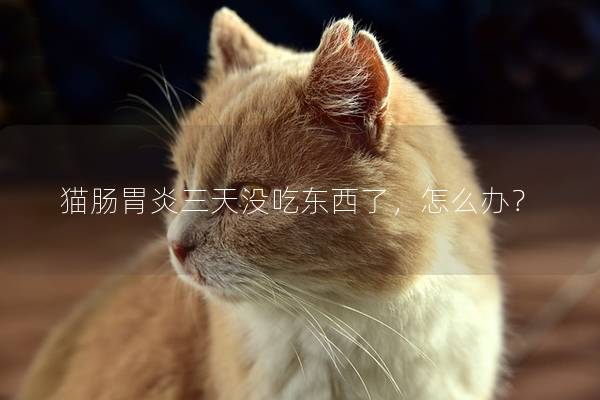 猫肠胃炎三天没吃东西了，怎么办？