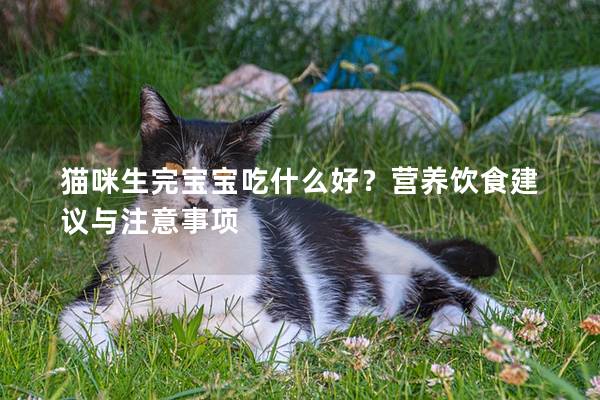 猫咪生完宝宝吃什么好？营养饮食建议与注意事项