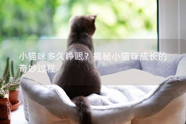 小猫咪多久睁眼？揭秘小猫咪成长的奇妙过程