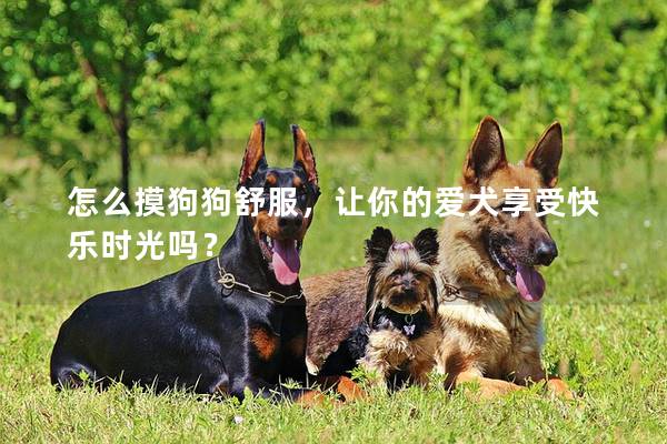 怎么摸狗狗舒服，让你的爱犬享受快乐时光吗？