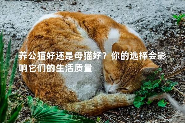 养公猫好还是母猫好？你的选择会影响它们的生活质量