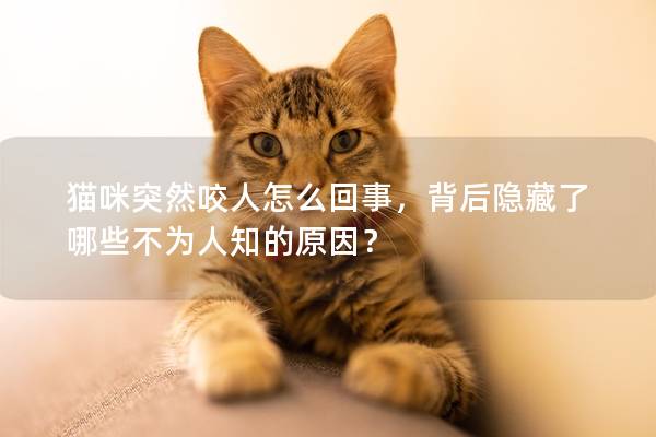 猫咪突然咬人怎么回事，背后隐藏了哪些不为人知的原因？