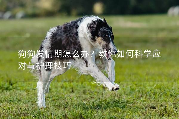 狗狗发情期怎么办？教你如何科学应对与护理技巧