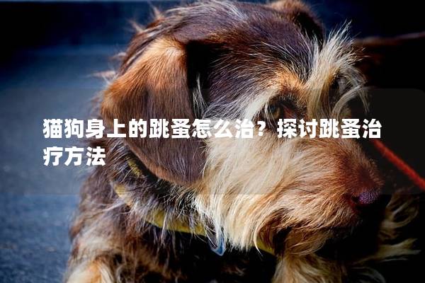 猫狗身上的跳蚤怎么治？探讨跳蚤治疗方法