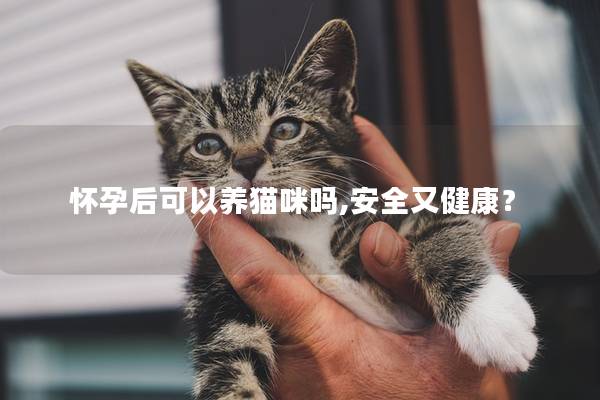 怀孕后可以养猫咪吗,安全又健康？