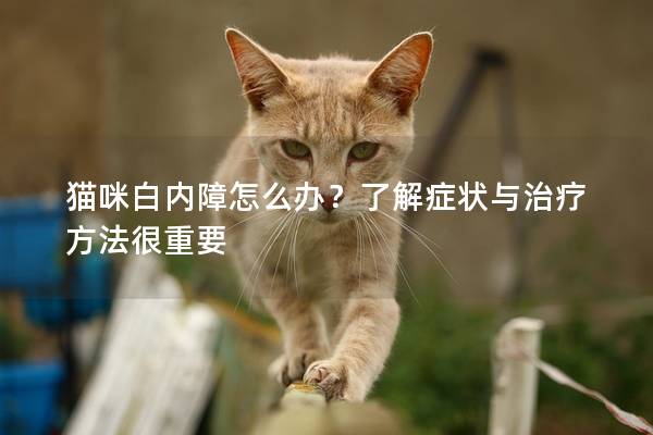 猫咪白内障怎么办？了解症状与治疗方法很重要