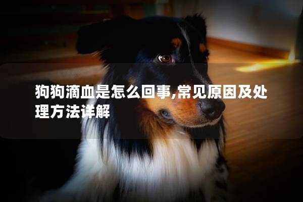 狗狗滴血是怎么回事,常见原因及处理方法详解