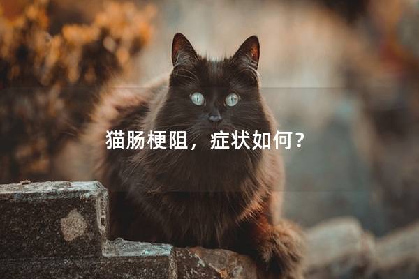 猫肠梗阻，症状如何？