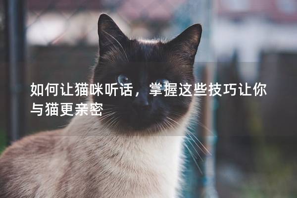 如何让猫咪听话，掌握这些技巧让你与猫更亲密