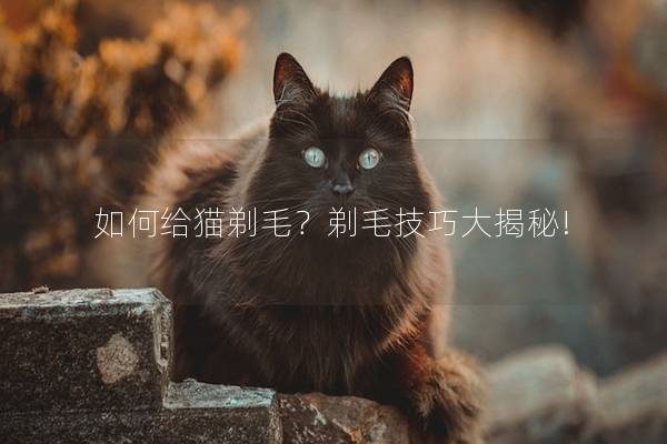 如何给猫剃毛？剃毛技巧大揭秘!