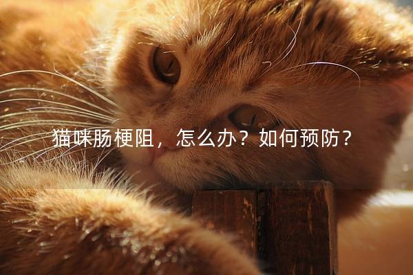 猫咪肠梗阻，怎么办？如何预防？